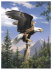 Набор "Рисование по номерам" - "Орел"