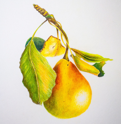 Цветной карандаш "Polycolor", №600, алый светлый Цветной карандаш "Polycolor", №600, алый светлый