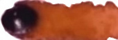 Краска акварельная "Watercolor Pro" 426 красно-коричневый 7,5 мл sela25