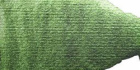 Краска акварельная Rembrandt туба 10мл №864 Зеленый искрящийся 