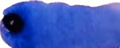 Краска акварельная "Watercolor Pro" 409 прусский синий 7,5 мл